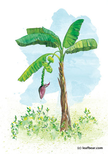 Banana Tree